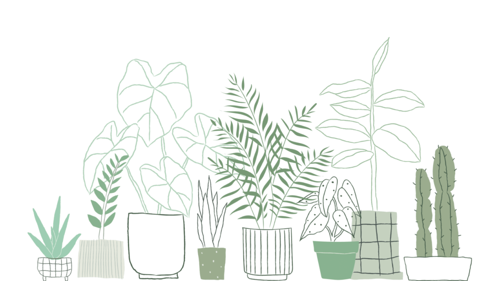 Plantes vessie