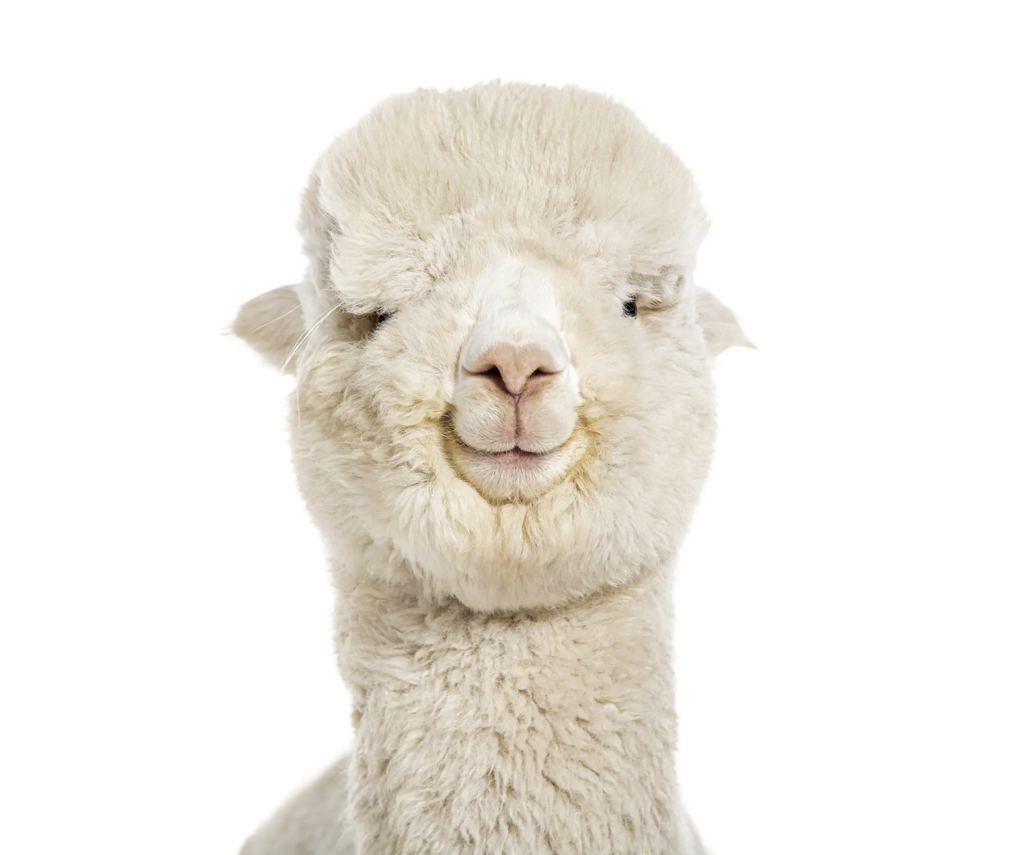 Alopécie